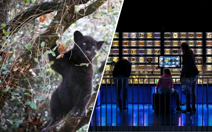 Combiticket ARTIS-Park & ARTIS-Micropia