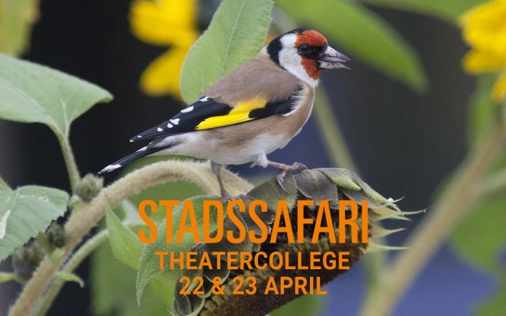 De Groene Stad presenteert: Stadssafari